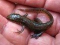 Male Palmate Newt