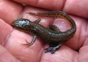 Male Palmate Newt