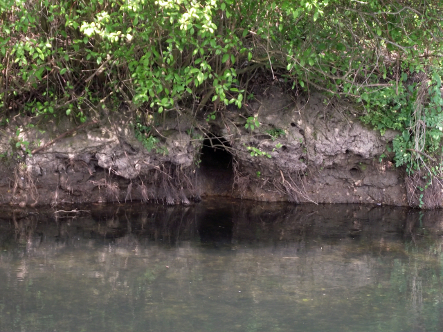 Beaver Survey of the Greater Stour Valley