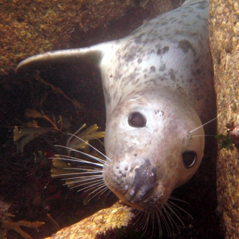 Seal & Cetacean Surveying