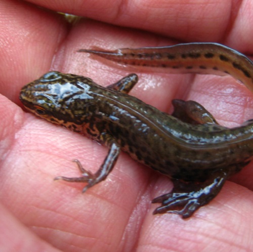 Pond & River Surveys