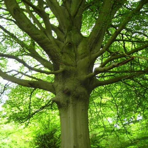 Practical Habitat Management