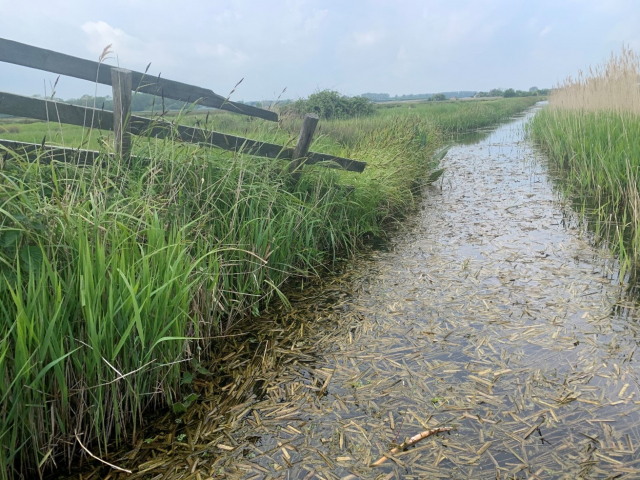 Field Guide to Beaver Signs Recorded in South East England